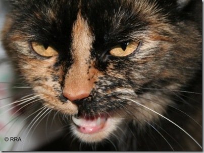 runce miau